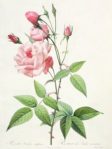 Rosa Indica Vulgaris, gravée par Bessin, de 